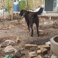 معاوضه سگ نگهبان با مرغ و خروس