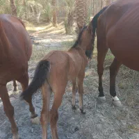 اسب|اسب و تجهیزات اسبسواری|بوشهر, |دیوار