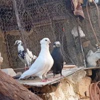 سفید سوسک هر دو کاکولی