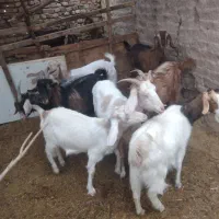 بز فروشی|حیوانات مزرعه|کشکوئیه, |دیوار