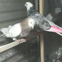 کفتر|پرنده|شهر ری, دولت‌آباد|دیوار