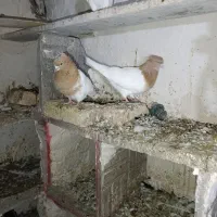 کبوتر کله زرد کاکلی و...