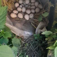 سلام عرض ادب خدمت دوستان