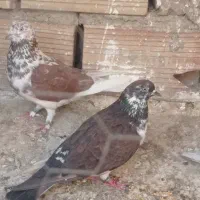 سه جفت نر و ماده عالی کفتر|پرنده|تهران, دولتخواه جنوبی|دیوار