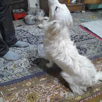 سگ پا کوتاه|سگ|کمیجان, |دیوار