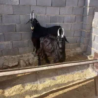 دوراس کهره بذری|حیوانات مزرعه|شیراز, گویم|دیوار