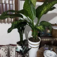 گلدان|گل و گیاه طبیعی|شیراز, شهرک مهدیه|دیوار