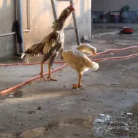 خروس لاری تاج میل|حیوانات مزرعه|محمدیه-قزوین, |دیوار