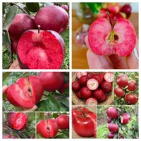 خرمالو گوجه سبز توت فرنگی تمشک هلو