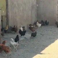 70 عدد مرغ تخمگذار جوان