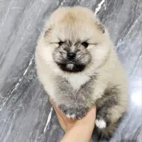 سگ پامرانین