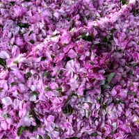 گل سرخ گل محمدی