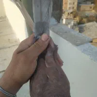 کفتر غریب|پرنده|بومهن, |دیوار