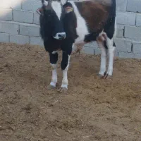 گوساله|حیوانات مزرعه|شهریار, اصیل آباد|دیوار