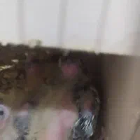 عروس هلندی|پرنده|سوسنگرد, |دیوار