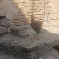 لاری|حیوانات مزرعه|ایواوغلی, |دیوار