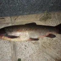 ماهی تازه ارس|ماهی|مرند, |دیوار