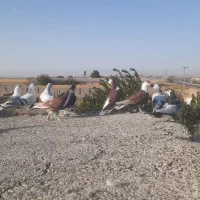 کبوتر ساده هوایی|پرنده|مشهد, سیس‌آباد|دیوار