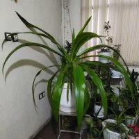 گل خورشیدی بزرگ و خوش آب و هوا