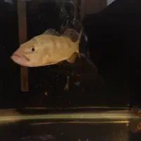 ماهی پیکاک باس کلبری|ماهی|یزد, |دیوار