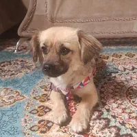 سگ با هوش و تمیز