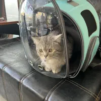 منشی کلینیک و پت شاپ دامپزشکی