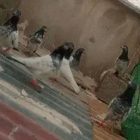 پاکستانی|پرنده|عسلویه, |دیوار