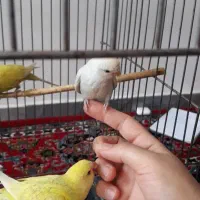 6تا مرغ عشق|پرنده|گلستان (تهران), |دیوار