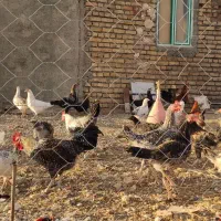 مرغ محلی|حیوانات مزرعه|روانسر, |دیوار