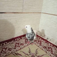 طوقی دورنگ معا مله با پلاکی درجه یک