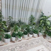 گلهای زیبا با گلدانهای زیبا|گل و گیاه طبیعی|مبارکه, |دیوار