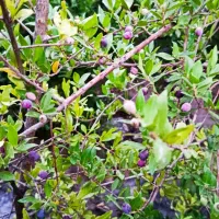اجاره باغ  بلوبری