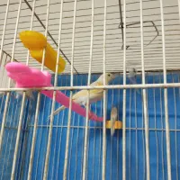 قناری ماده مست تخم خاکی گذاشته|پرنده|مشهد, کارمندان دوم|دیوار