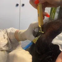 پی آر پی مو وصورت|خدمات آرایشگری و زیبایی|رشت, گلسار|دیوار
