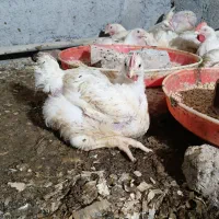 مرغ گوشتی ارگانیک وسرحال