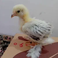 جوجه برهما