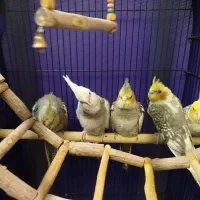 جوجه عروس هلندی دون خور