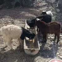 انواع بره کره میش گوشتی  بفروش می‌رسد زابل باهنر|حیوانات مزرعه|زابل, |دیوار