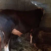 گاونر ورزا سیمینتال اصیل|حیوانات مزرعه|رشت, فرودگاه سردار جنگل رشت|دیوار