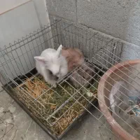 خرگوش لپی|موش و خرگوش|ارومیه, |دیوار