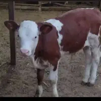 انواع دام سبک و سنگین در جنس های مختلف