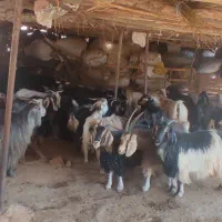 گوسفند وشیشک وبز وتی بز چاق کشتاری روغنی|حیوانات مزرعه|خرمآباد, |دیوار