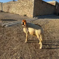 قوچ سنجابی سه ساله