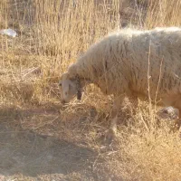 میش داشتی(بز بره قوچ)|حیوانات مزرعه|کوهرنگ, |دیوار