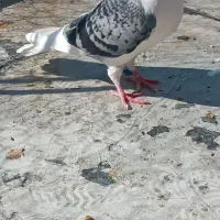 کبوتر|پرنده|جهرم, |دیوار