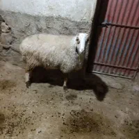 قوچ کری جوان|حیوانات مزرعه|سرپل ذهاب, |دیوار