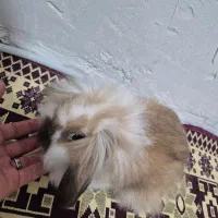 خرگوش لوپ