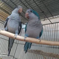 کوتوله اوپال سرنارنجی و جفت راهب مولد