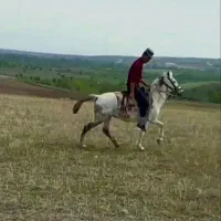 فروش اسب|اسب و تجهیزات اسب‌سواری|اردبیل, |دیوار