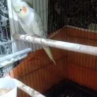 طوطی مرواریدی ماده